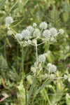 Southern rattlesnake master